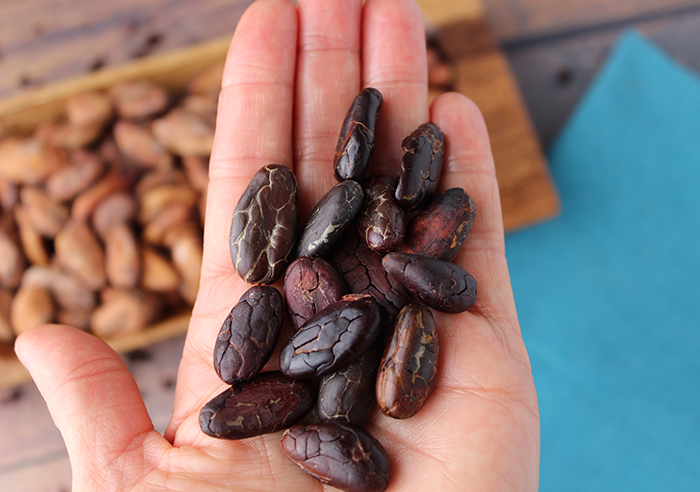 The Evolution Of cocoa beans