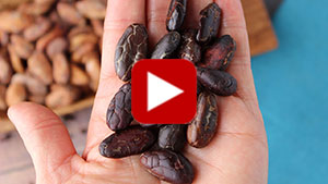 cacao cocoa vs superfoodevolution similarities differences reserved rights copyright 2021