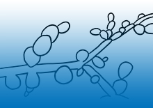 candida-related-pages