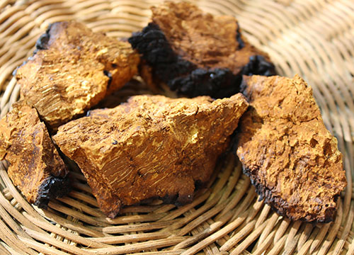 chaga-mushroom-benefits-inonotus-obliquus chaga-mushroom-benefits-inonotus-obliquus