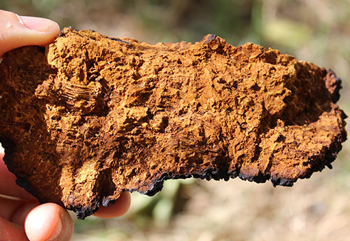 chaga-mushroom-benefits chaga-mushroom-benefits