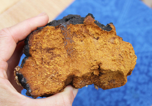 chaga-mushroom-holding-close-up