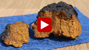 chaga-mushroom-thumbnail
