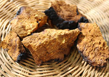 chaga-related-pages
