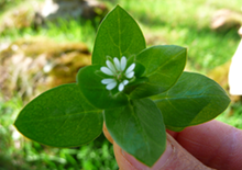 chickweed-related-pages