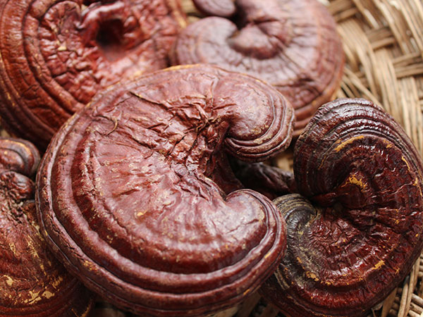 chinese-herbal-tea-reishi