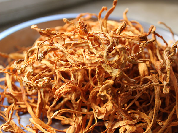 chinese-herbs-cordyceps