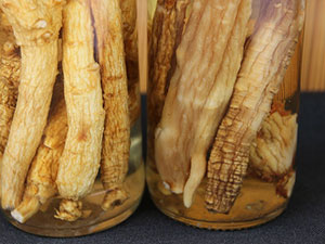 chinese-herbs-panax-ginseng