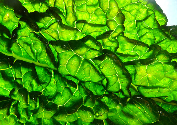 chlorophyll-nutritional-benefits chlorophyll-nutritional-benefits