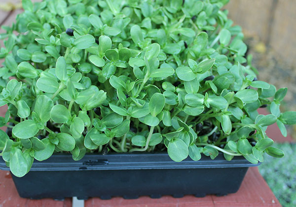 chlorophyll-sunflower-sprouts chlorophyll-sunflower-sprouts