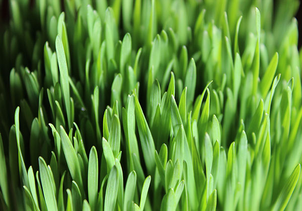 chlorophyll-wheatgrass-juice chlorophyll-wheatgrass-juice