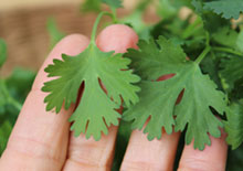 cilantro-benefits-related-pages