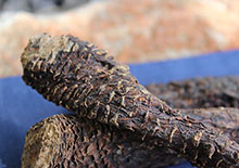 cistanche-stem-related-page