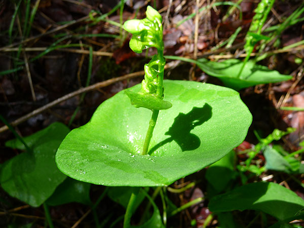 claytonia-perfoliata