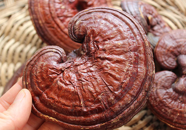 cleansing-herbs-reishi-mushroom cleansing-herbs-reishi-mushroom