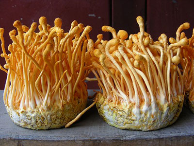 cordyceps-sinensis-mushroom-benefits
