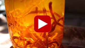 cordyceps-vid