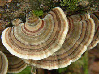 coriolus-mushroom-turkey-tail