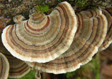 coriolus-related-page