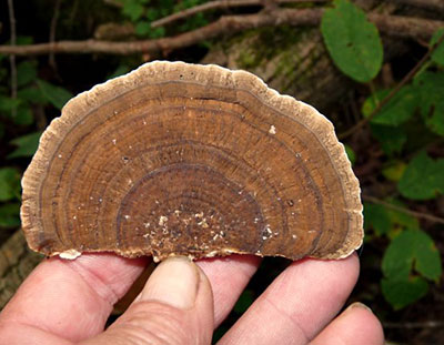 coriolus-versicolor-mushroom-NK-Cells