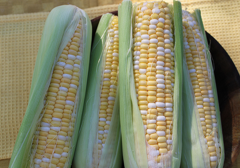 corn-nutrition-facts corn-nutrition-facts
