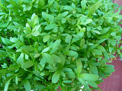 cress-sprouts-how-to-sprout-cress cress-sprouts-how-to-sprout-cress