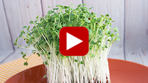 daikon-radish-microgreens-vid