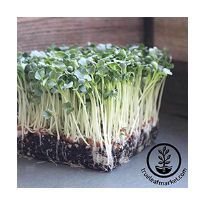 daikon-seeds-microgreen-true