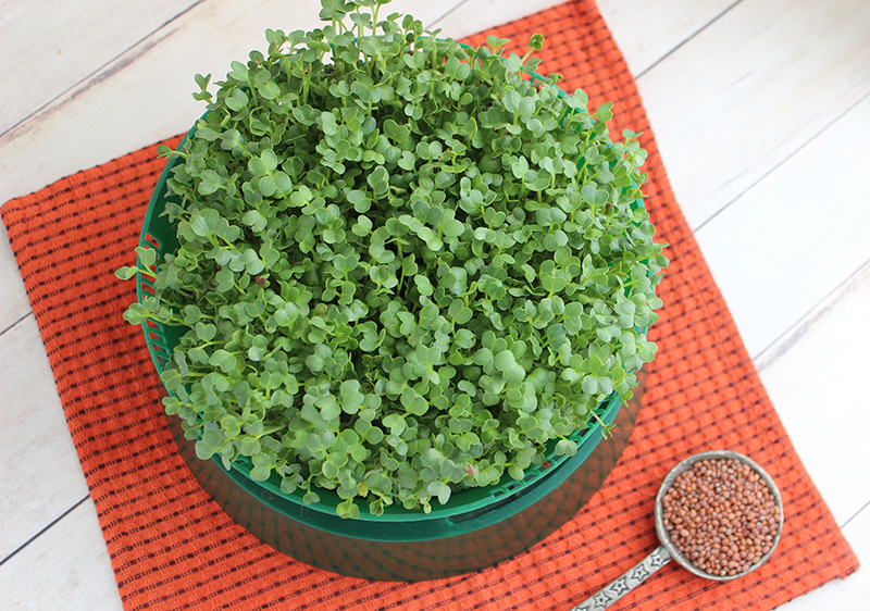 Cress Seed, Microgreen, Sprouting, Non GMO - Country Creek