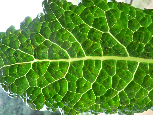 dark-leafy-greens-kale-dino