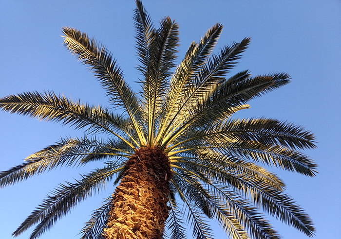 1 Live Plant of Medjool Date Palm Tree from Very Sweet Nutritious Dates Palm Trees