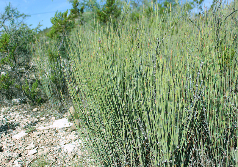 desert-ephedra-plant desert-ephedra-plant