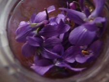 edible-violets