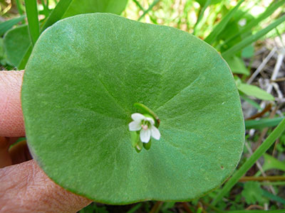 edible-wild-plants-miners-lettuce-leaf. edible-wild-plants-miners-lettuce-leaf.
