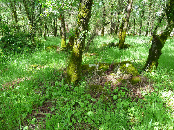 edible-wild-plants-rewilding edible-wild-plants-rewilding