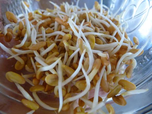 fenugreek-sprouts-for-women fenugreek-sprouts-for-women