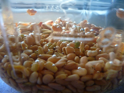 fenugreek-sprouts-seeds-soaking fenugreek-sprouts-seeds-soaking