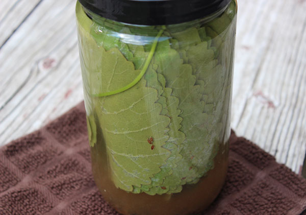Where To Buy Grape Leaves For Fermenting Pickles how to make fermented pickles feasting at home on where to buy grape leaves for fermenting pickles