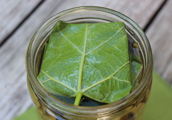 fermented-grape-leaves-top-leaf-layer
