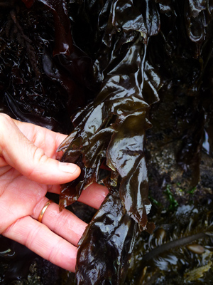 fresh-nori-seaweed-growing fresh-nori-seaweed-growing
