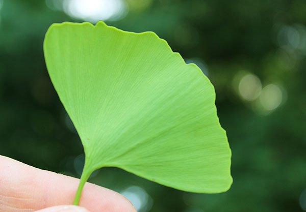 Is Ginkgo Biloba a Stimulant?