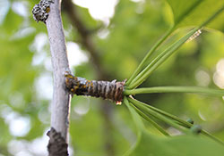 ginkgo-biloba-leaf-harvest
