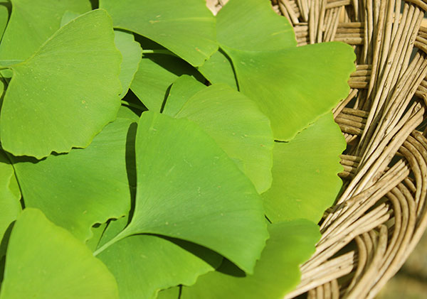 ginkgo-biloba-page