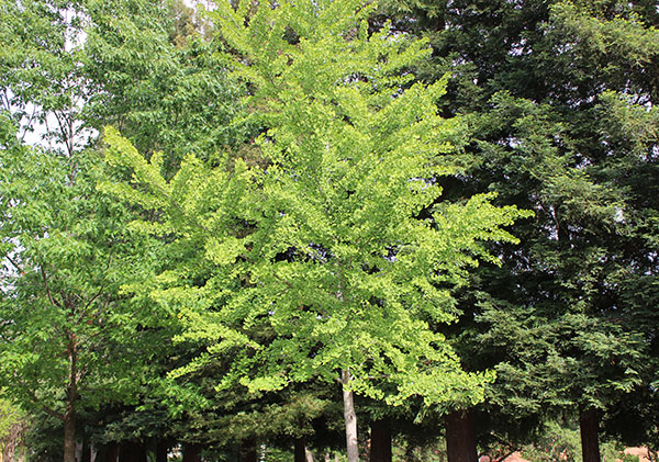ginkgo-biloba-tree-harvest