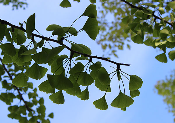 ginkgo-tree-branch-leaves