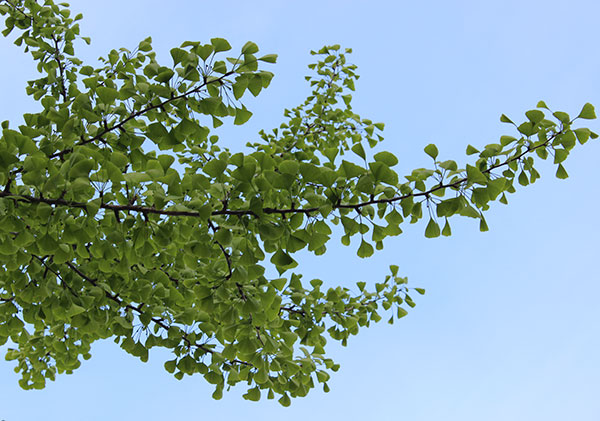 ginkgo-tree-leaves-branch