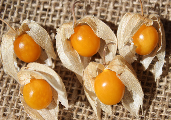 thumbnail image 2 of Chinese Lantern Seeds – Edible Golden Berry (Physalis Peruviana) – 25 Fresh Seeds 2 of 6
