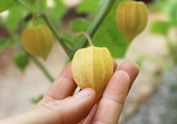 Golden berries thrive in Vancouver’s warm months, making them ideal for raised beds, containers, and backyard gardens. Here’s how to get started: