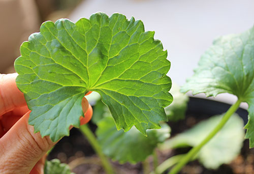 gotu-kola-health-benefits-fresh-leaf gotu-kola-health-benefits-fresh-leaf