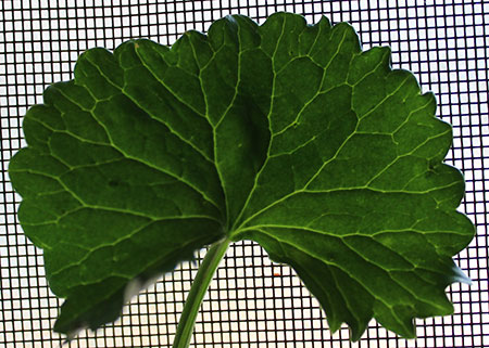 gotu-kola-leaf-shape gotu-kola-leaf-shape
